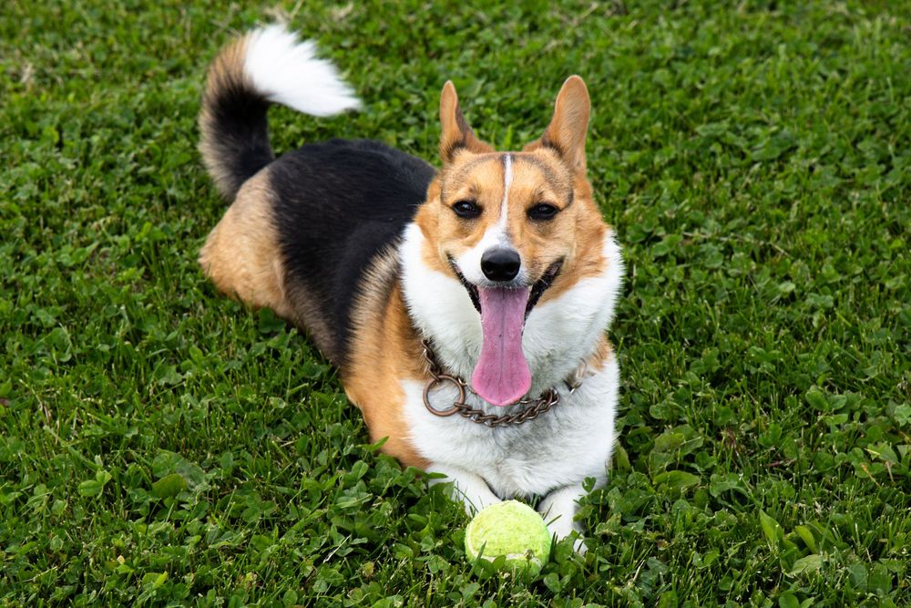 Corgi dog laying on grass with tennis ball and playful expression.