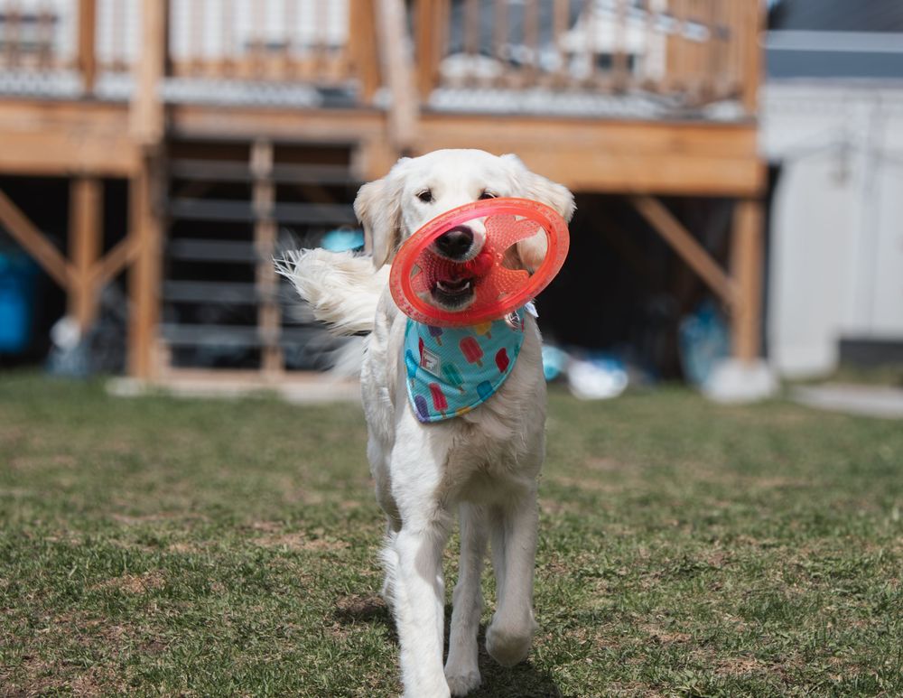 White golden retriever playing with a red frisbee toy in a grassy backyard.