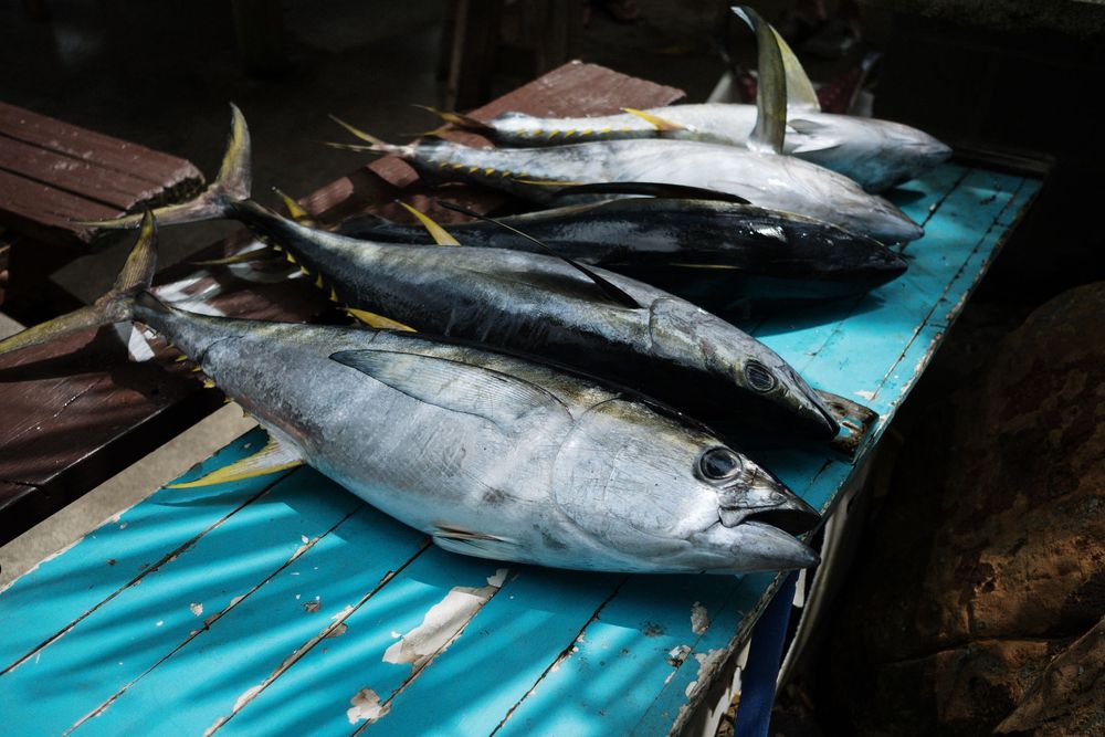 Fresh caught tuna and other large fish laid out on a blue tarp at a seafood market or dock.