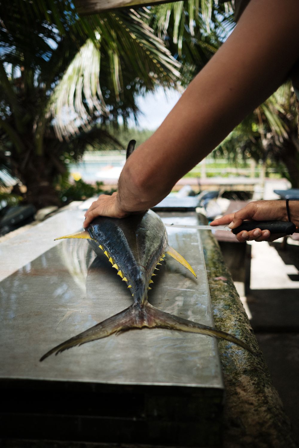 A sequence showing someone using a knife to remove bark or outer layers from a palm tree trunk in close-up detail.