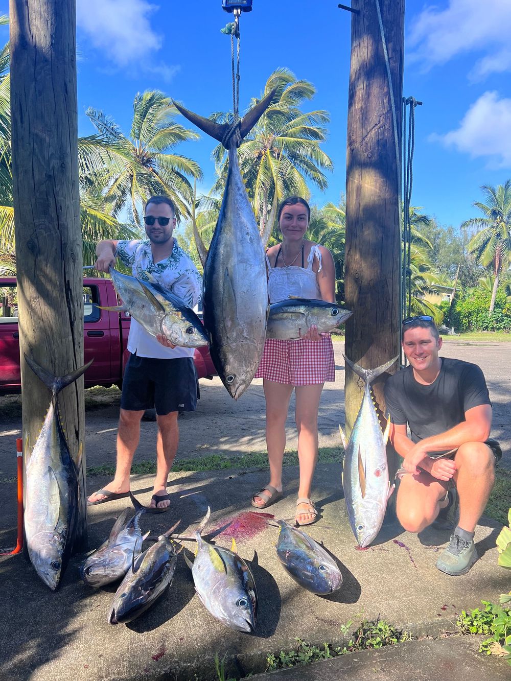 Multiple large fish hang from wooden posts with palm trees and blue sky in the background.