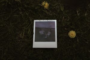 A polaroid photograph lies on dark grass with yellow dandelions.