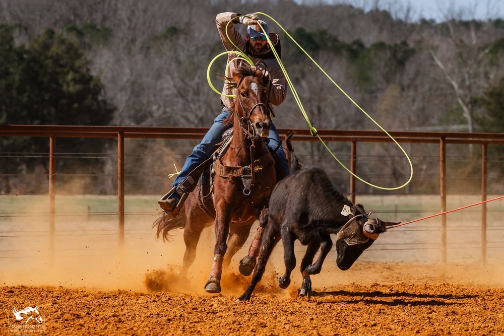 Cowboy on horseback competitively roping a black calf in dusty rodeo arena at sunset.