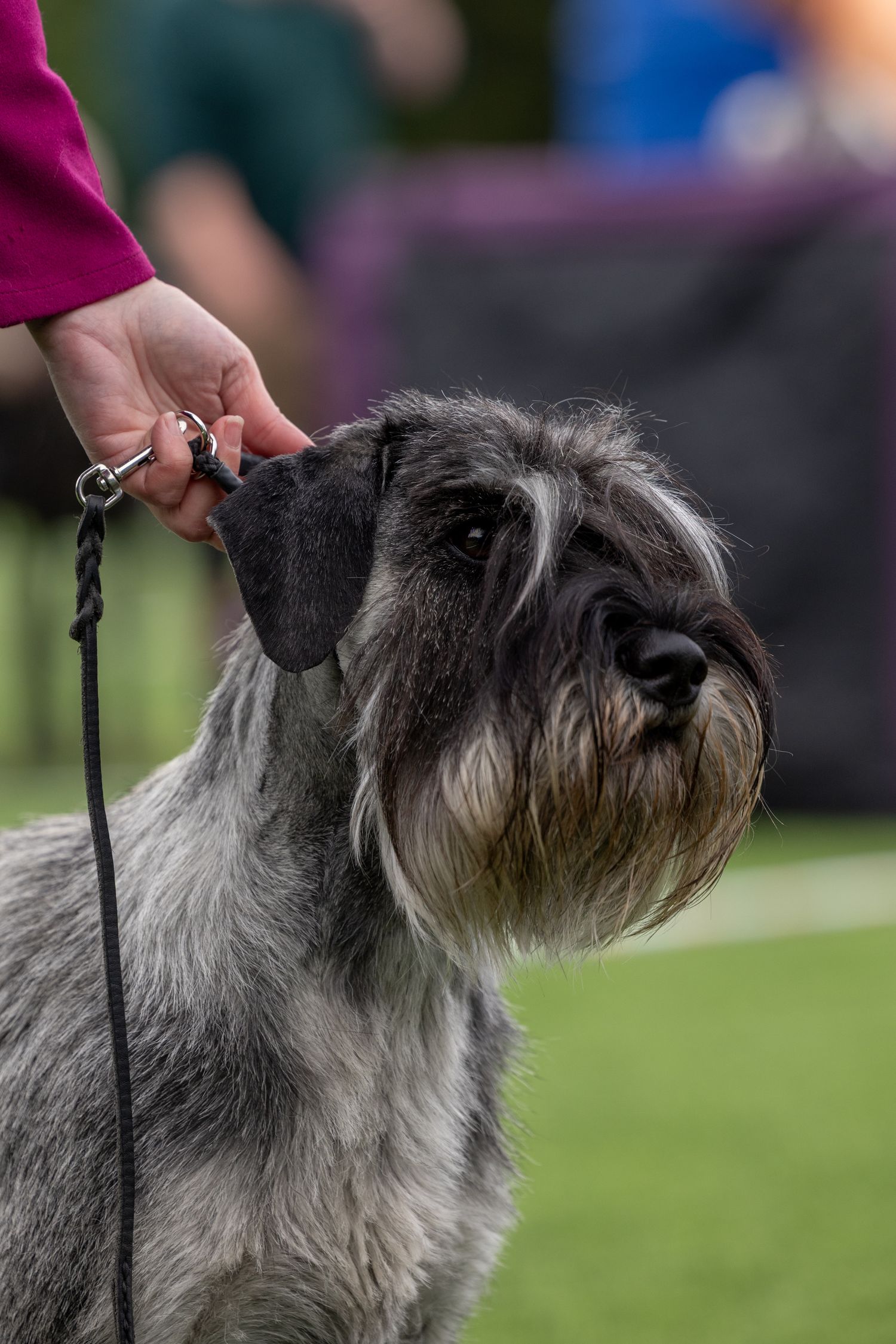 A well-groomed Miniature Schnauzer on a leash being handled at a dog show, displaying its classic salt-and-pepper coat.