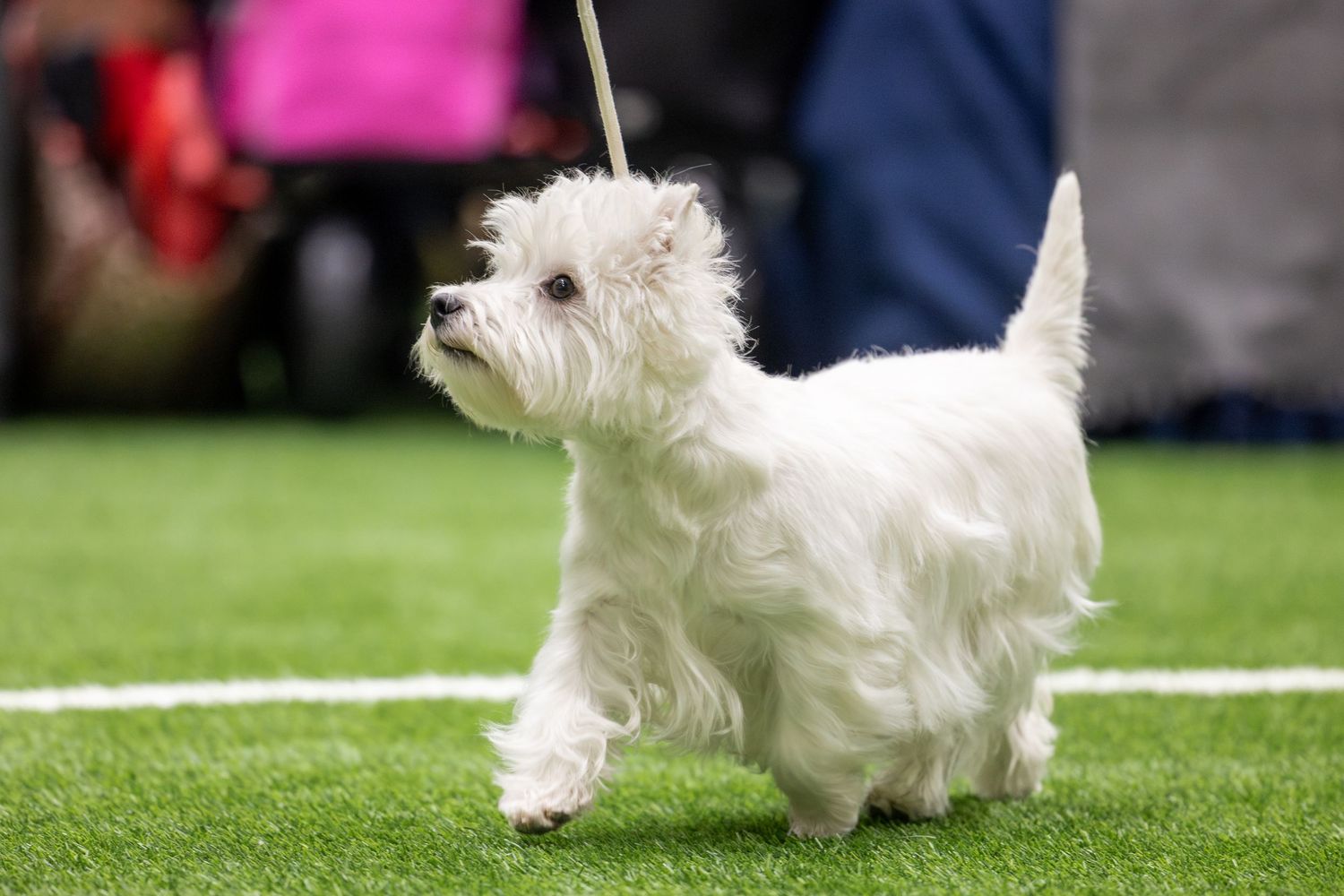 A small white Maltese dog runs across a green grass field during a competition event.