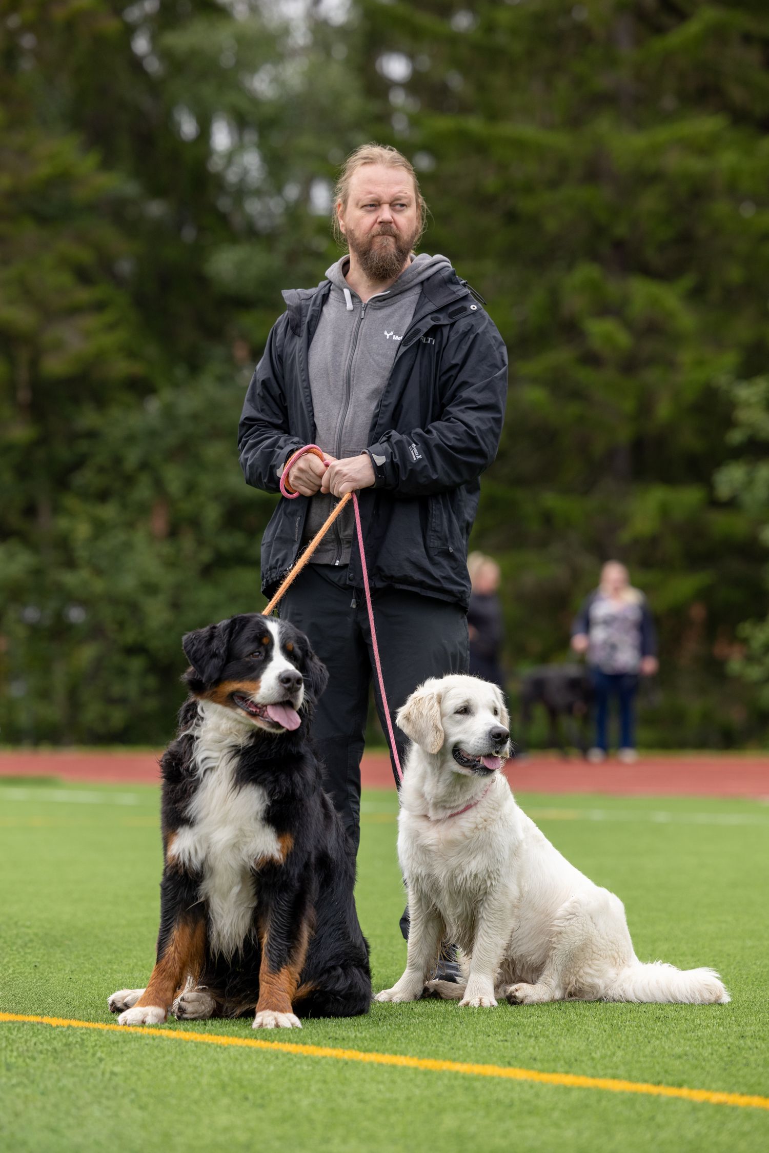 Bearded man holding leash with Bernese Mountain Dog and Golden Retriever sitting on green turf field.