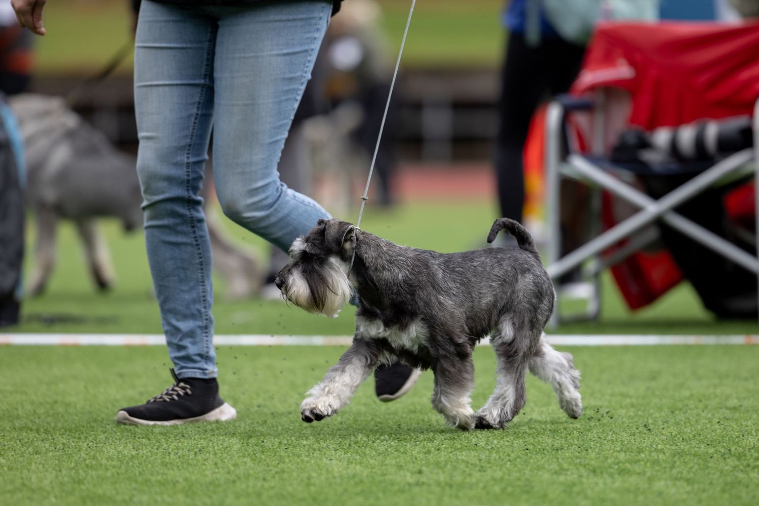 A miniature schnauzer on a leash trots across green turf at a dog show competition.