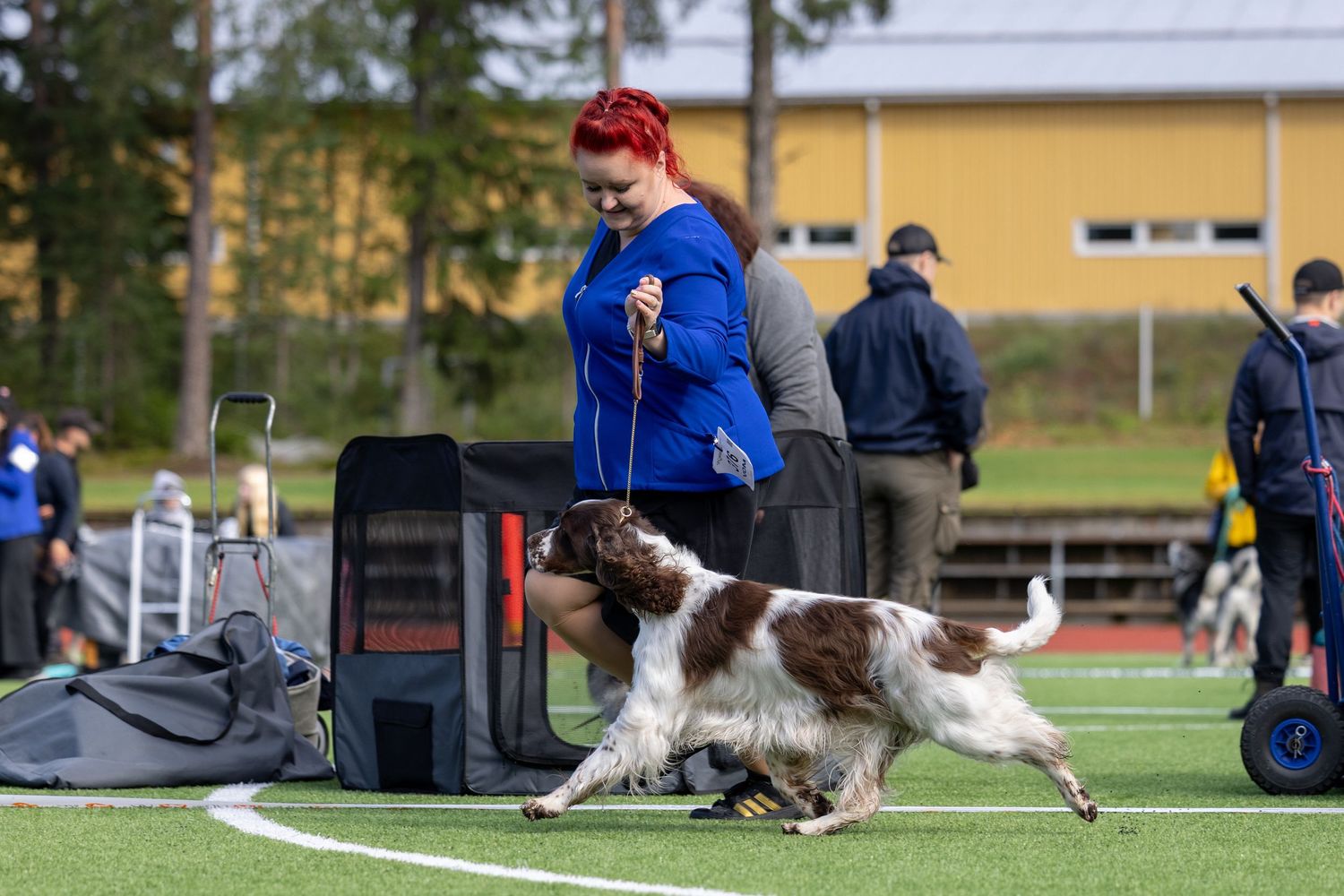 Woman with red hair in blue jacket handling a Springer Spaniel dog at an outdoor agility competition.