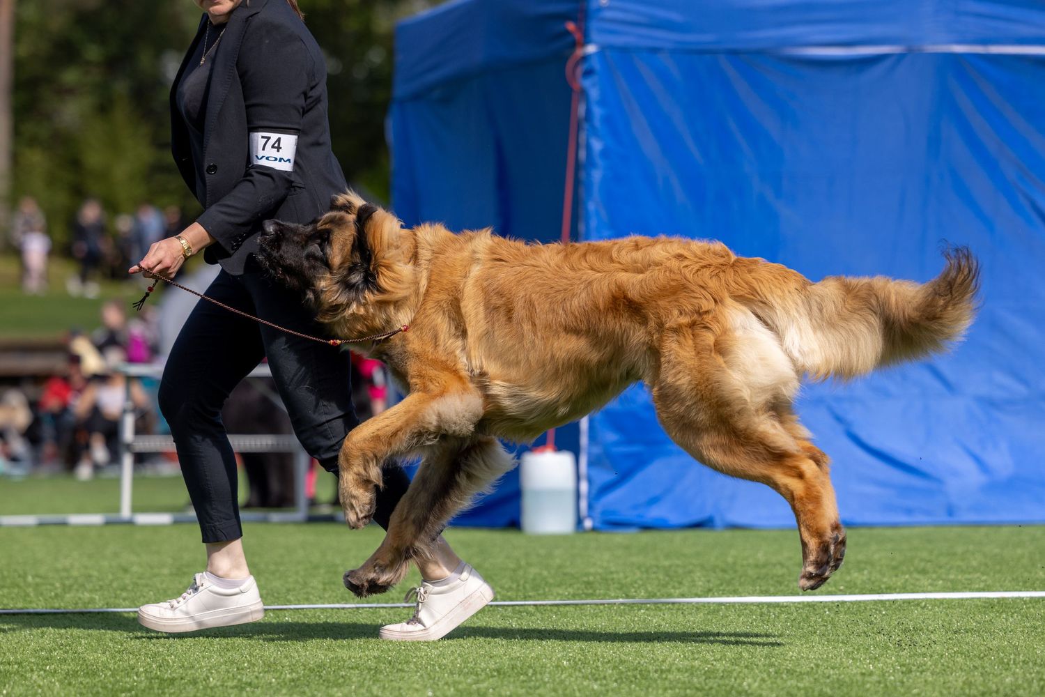 A large golden Leonberger dog trotting on green turf at a dog show, led by a handler in black outfit.