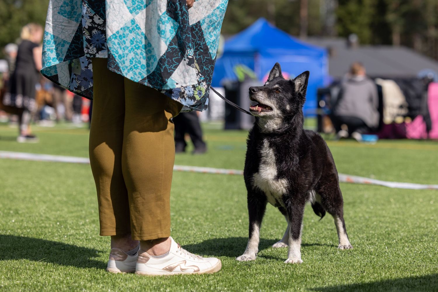 Black and white dog on leash standing on green turf beside handler in tan pants at outdoor dog show event.