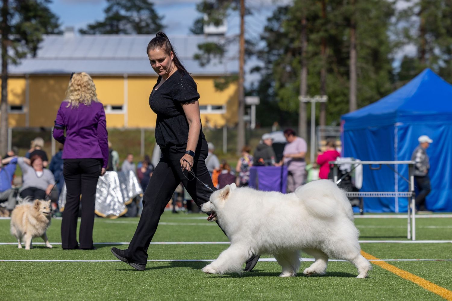 Woman in black outfit handling a fluffy white Samoyed dog at an outdoor dog show competition on green turf.