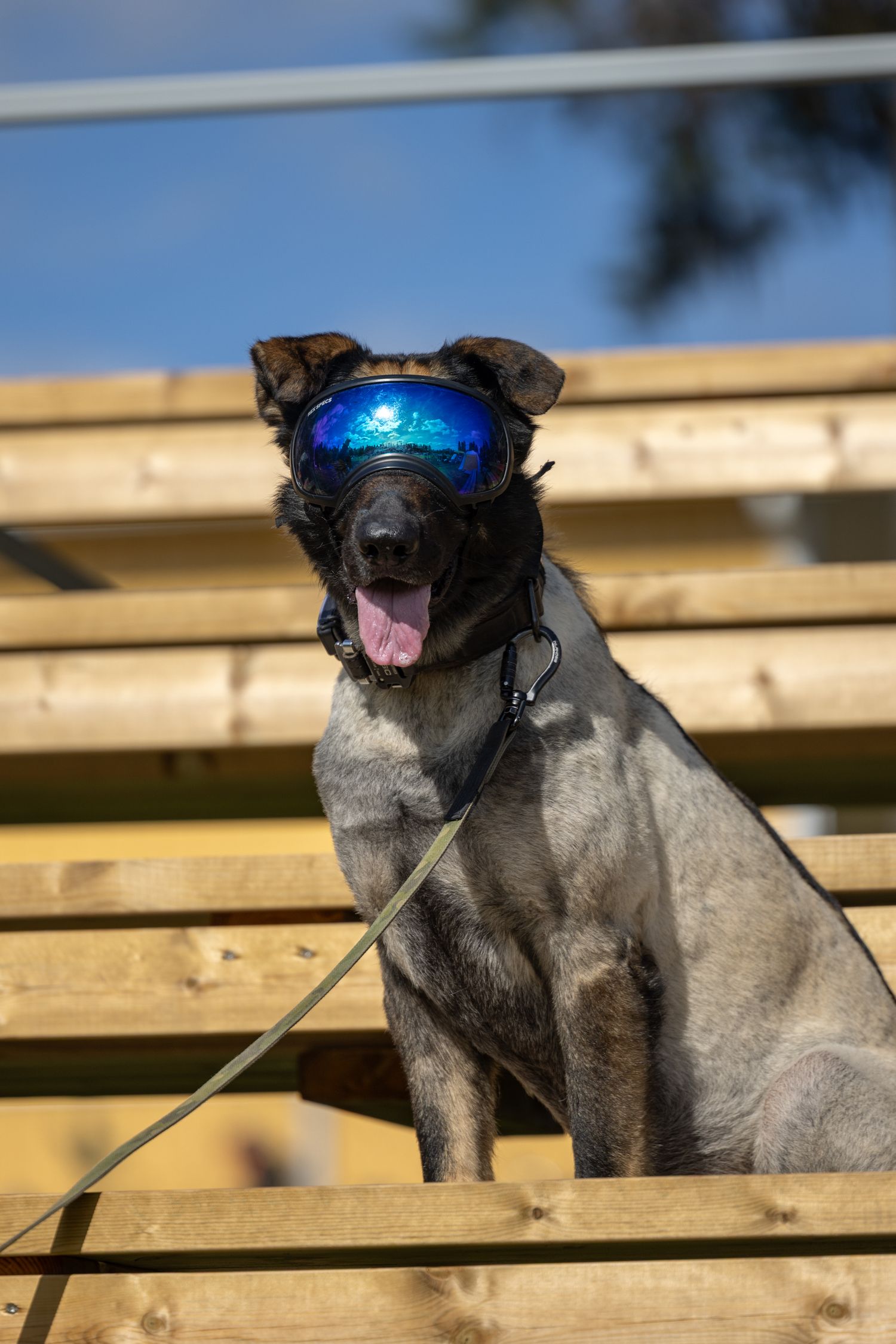 A dog wearing blue reflective goggles sits on wooden planks outdoors on a leash, tongue out, under a blue sky.