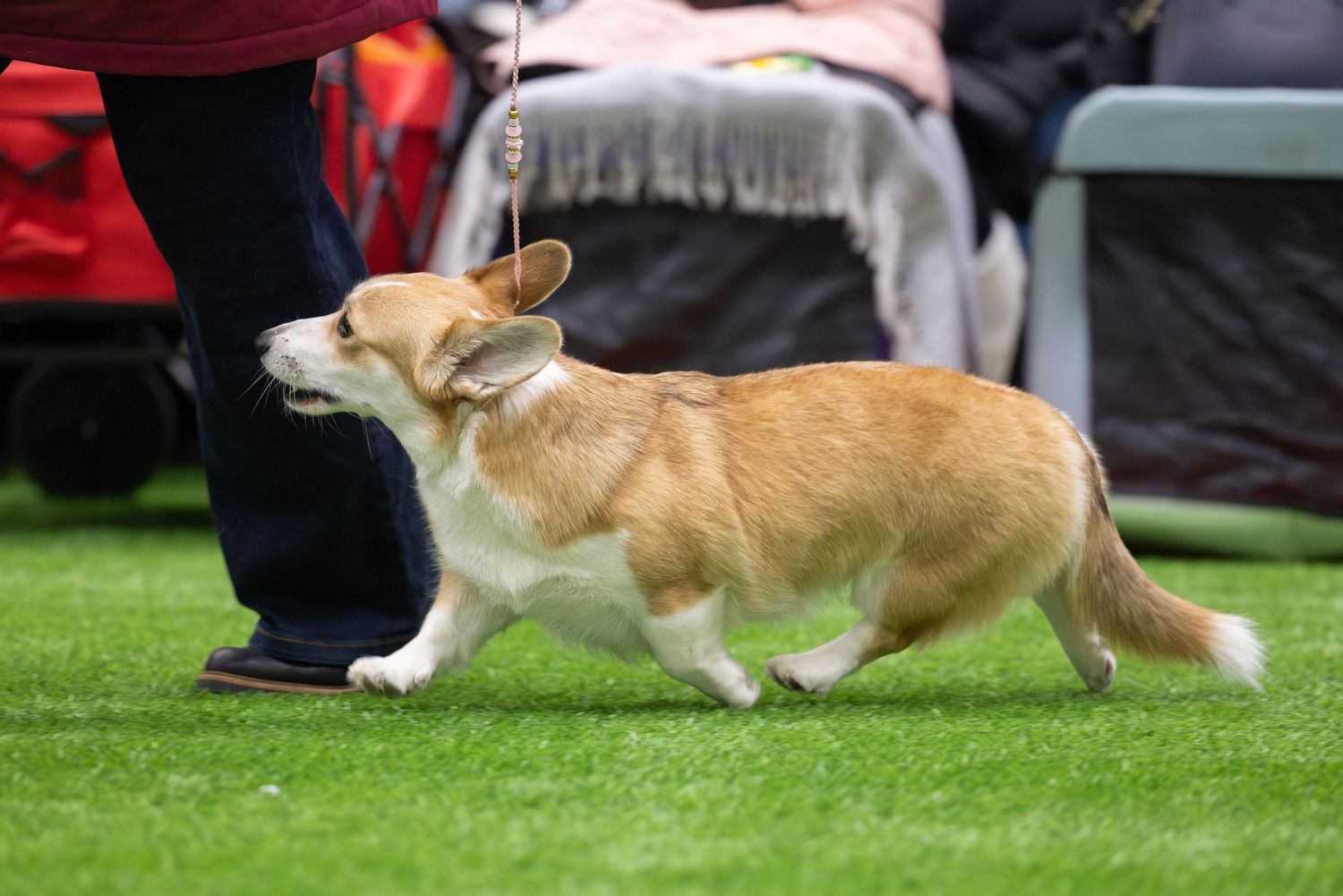 A Pembroke Welsh Corgi runs gracefully across green grass during a dog show competition.