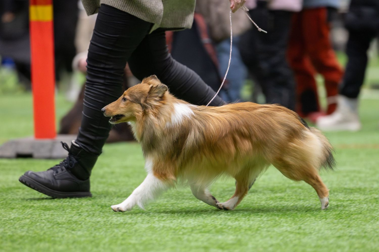 A small brown Chihuahua dog runs across a green grass field during an outdoor event.