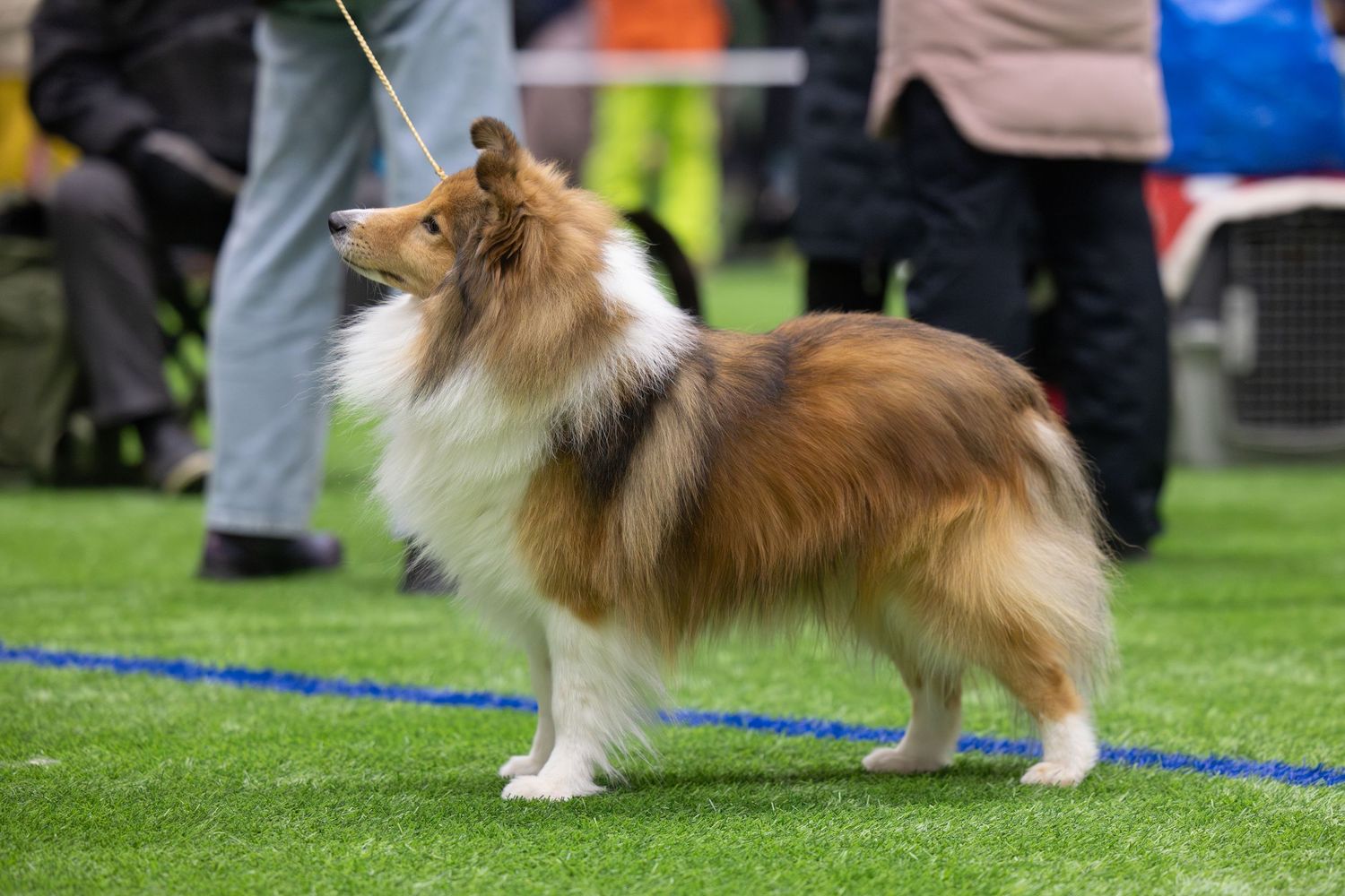 Shetland sheepdog competes in dog show, displaying elegant movement and flowing coat while trotting on grass field.