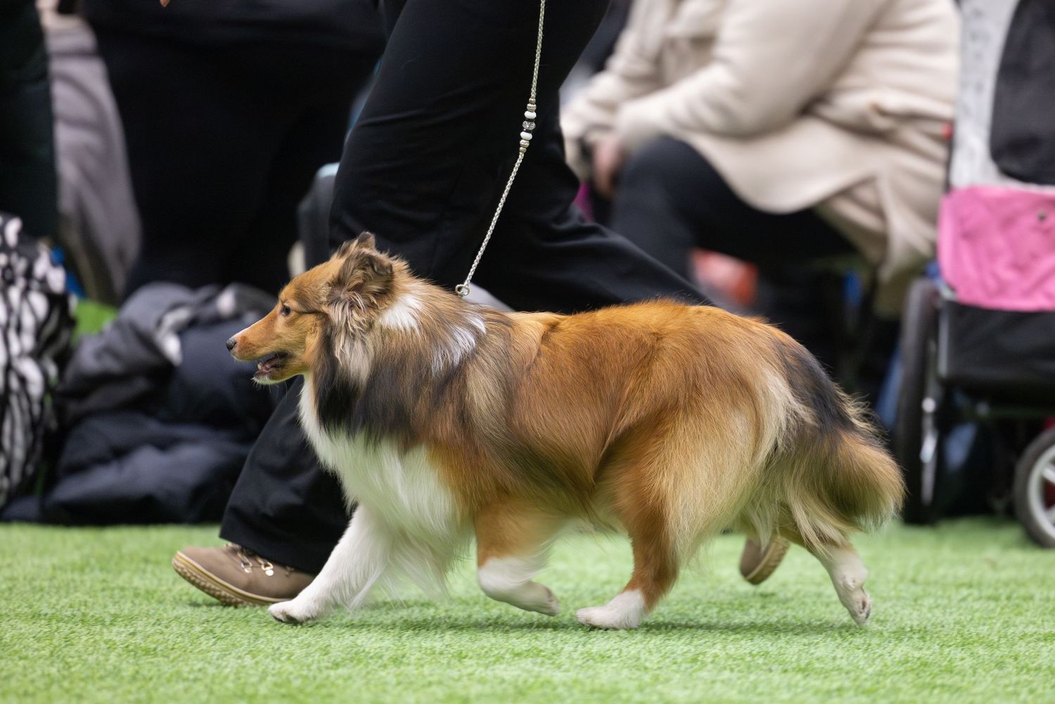 A Shetland Sheepdog runs gracefully through an agility course during a dog competition event.
