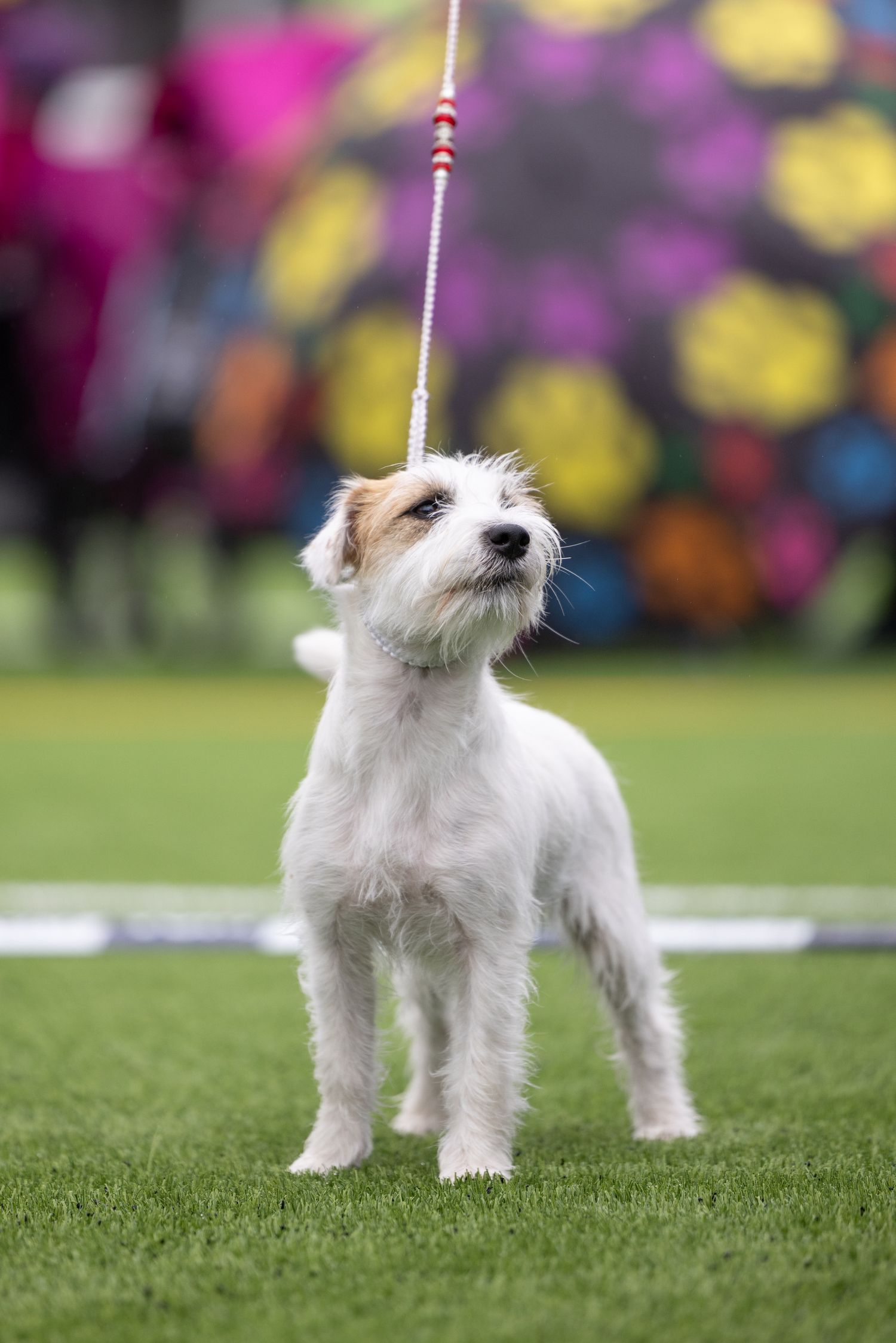 A white and tan Jack Russell Terrier stands on green grass on a show lead, looking up attentively at a dog show.