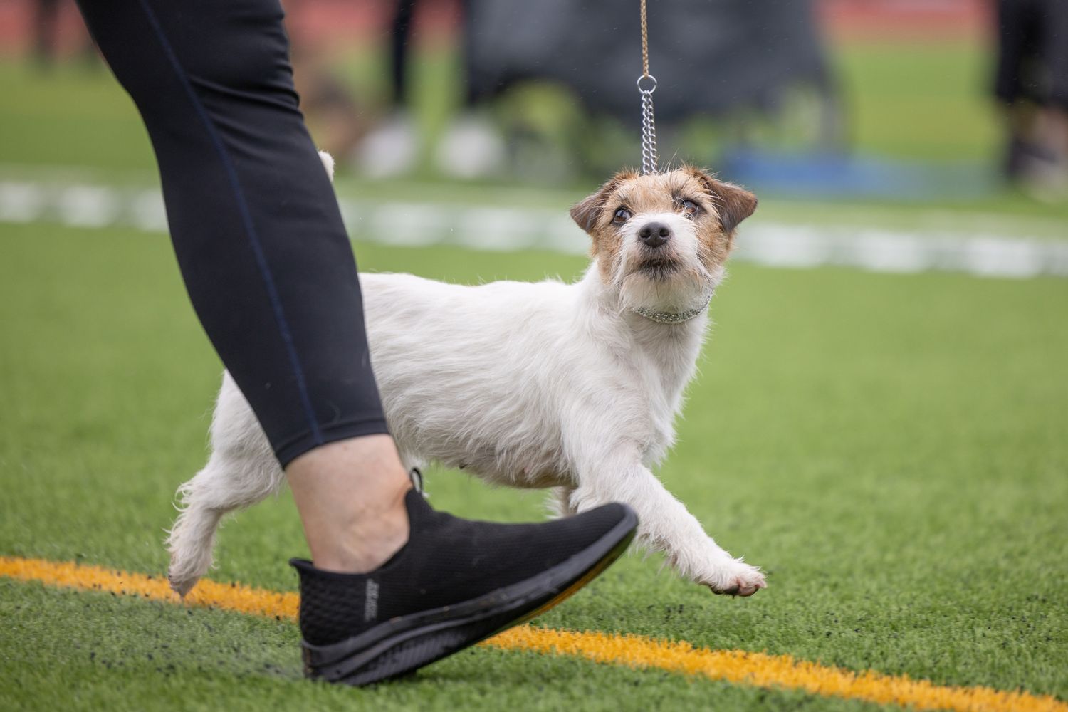 A small Jack Russell Terrier on a leash plays on green turf beside a person wearing black sneakers.