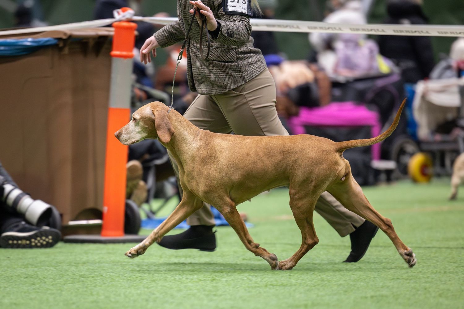 Brown dog running through agility course weaving between orange poles during competition event.