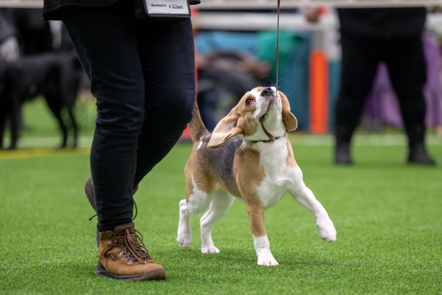 Beagle puppy playfully tugs on leash while training on green artificial turf at dog show event.