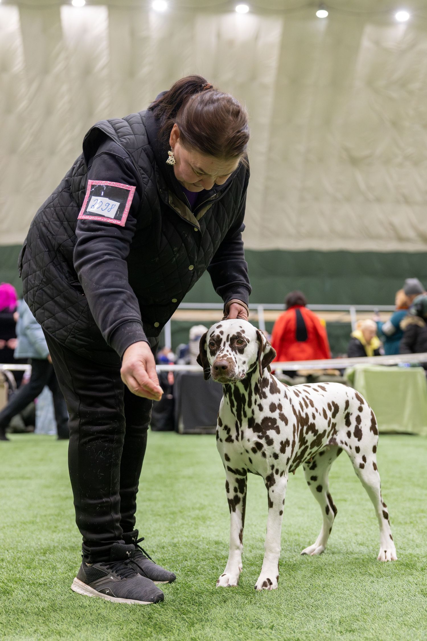 A Dalmatian dog is being positioned and examined on an indoor green turf surface during what appears to be a show event.
