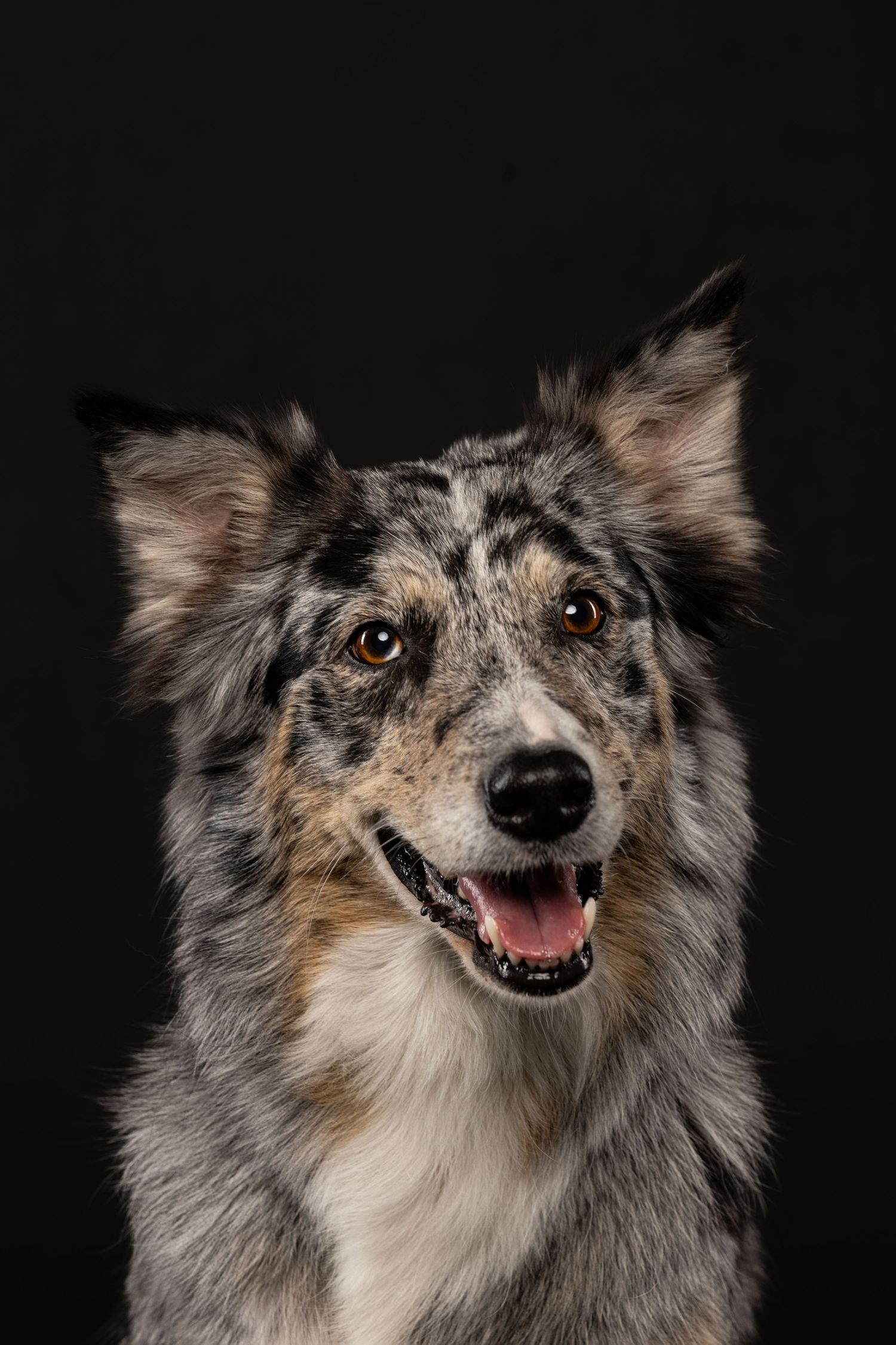 Two border collie dogs posing together against black background, one merle coat dog with mouth open looking up.