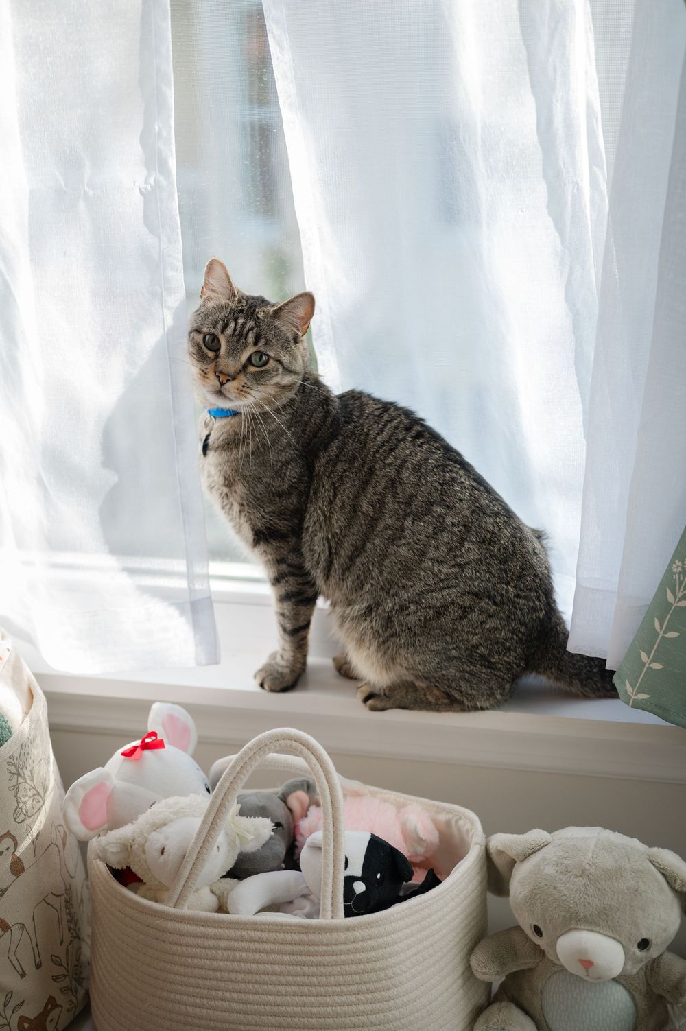 Tabby cat with blue collar sitting on a windowsill beside a basket filled with stuffed animal toys.