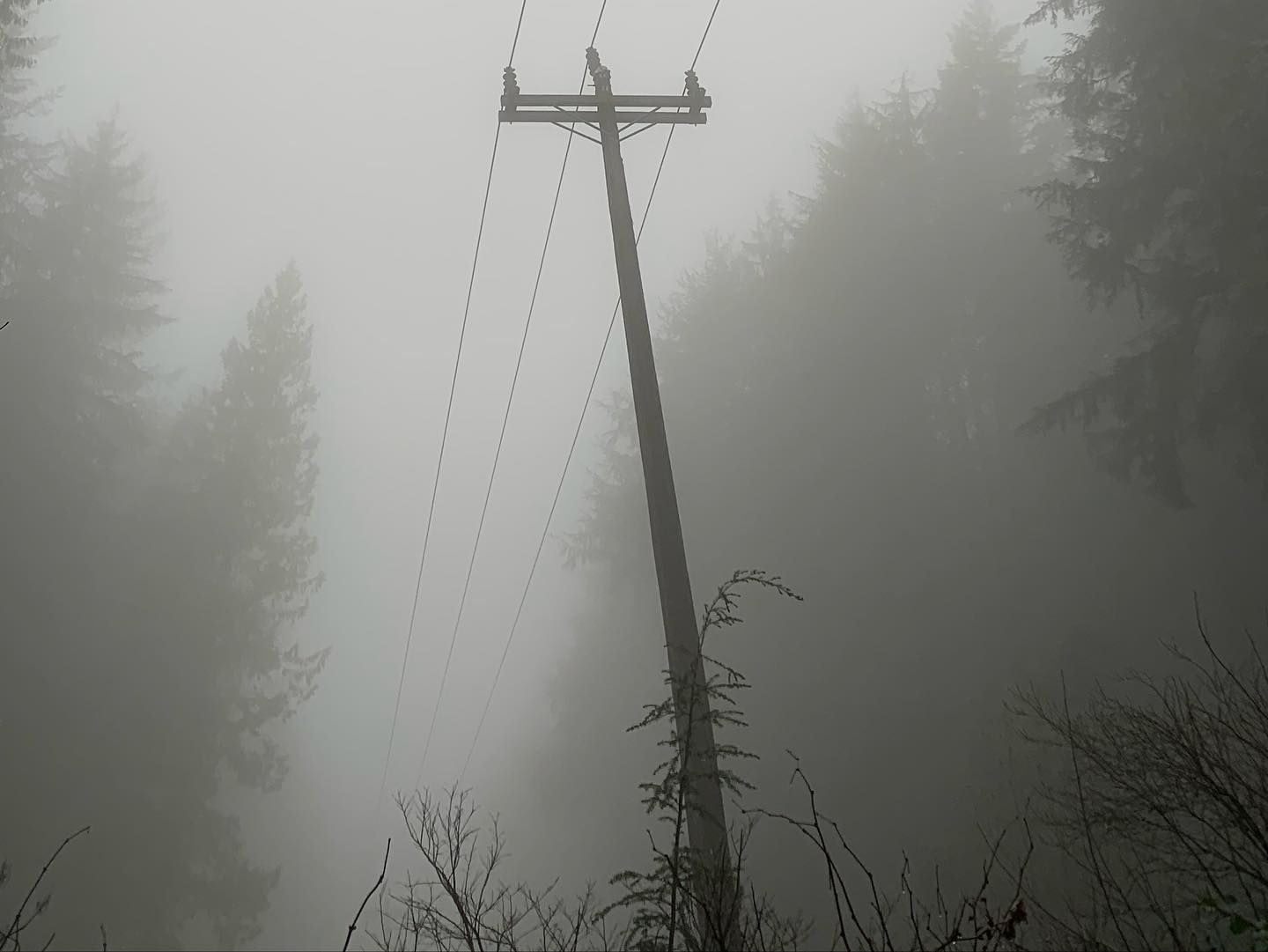 A tall utility pole with power lines disappears into dense fog surrounded by towering evergreen trees in a misty forest.