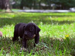 A small black Cane Corso puppy stands in lush green grass outdoors, looking curiously at the camera.