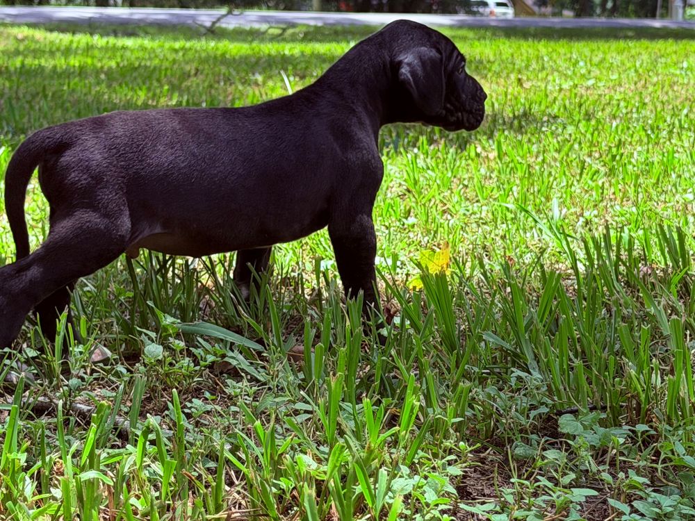A black Labrador puppy stands in lush green grass, sniffing a small yellow flower on a sunny day.