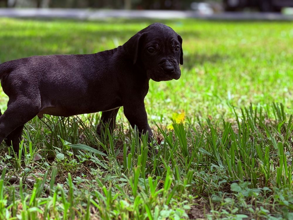 A black Labrador puppy stands in lush green grass, exploring outdoors on a sunny day.