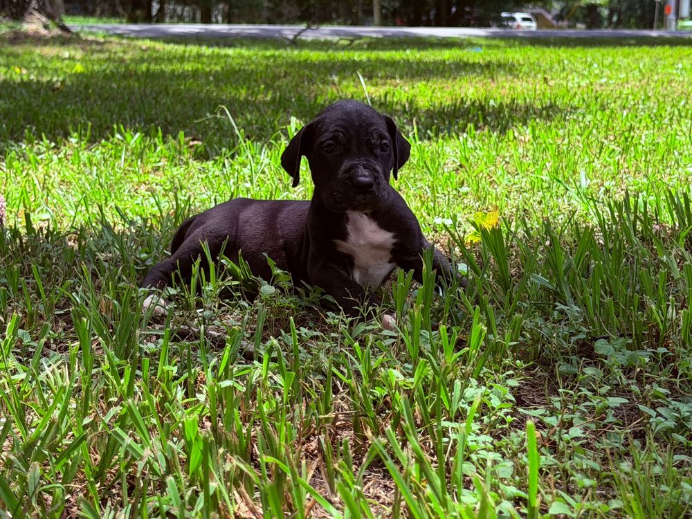 A small black puppy with a white chest patch resting in lush green grass outdoors.