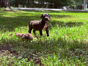 A dark brown Boxer dog stands alert on lush green grass beside a small pinecone in a sunny backyard.