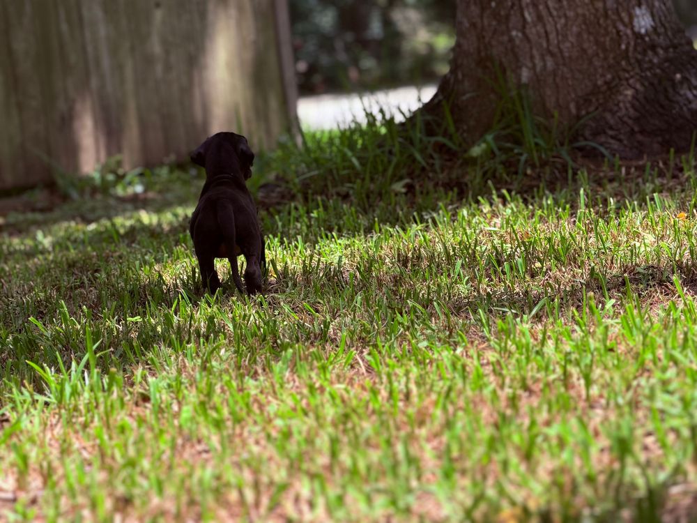 A tiny black puppy stands alone in a sunlit backyard with lush green grass and trees in the background.