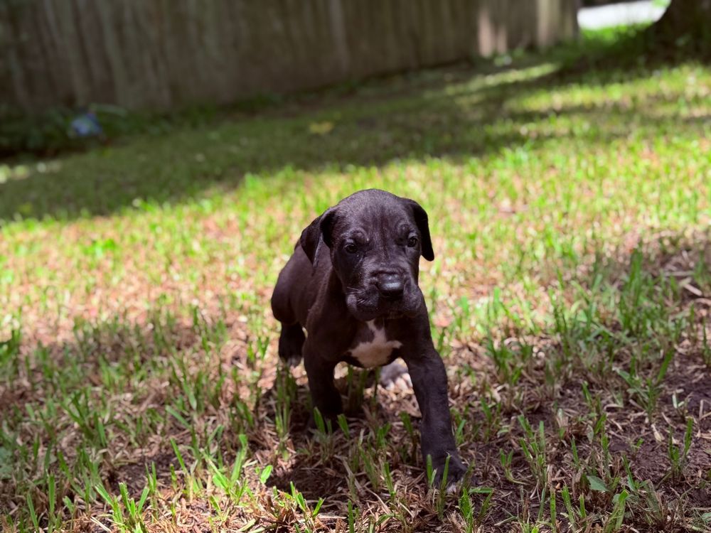 A small black puppy plays in a sunny green backyard grass area near a wooden fence.