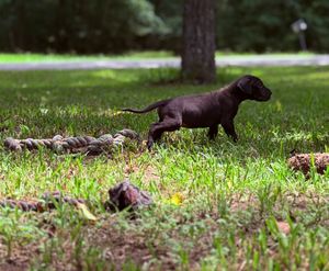 A chocolate Labrador puppy runs playfully across a lush green lawn near a rope toy and pine cones.