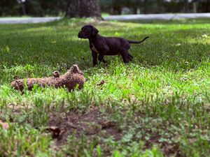 Two dogs, a black Labrador puppy and a small curly brown dog, playing together on a green grassy lawn.