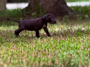A small black Labrador puppy trots through green grass outdoors near a tree.