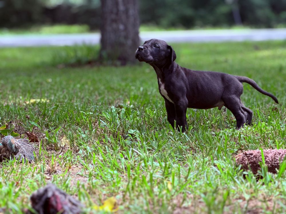 A black Labrador puppy stands alert on green grass near pine cones and a tree in an outdoor park setting.