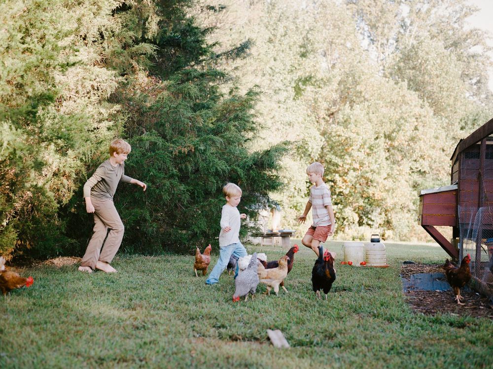 Three children chase chickens in a sunny backyard near a red barn surrounded by lush green trees.