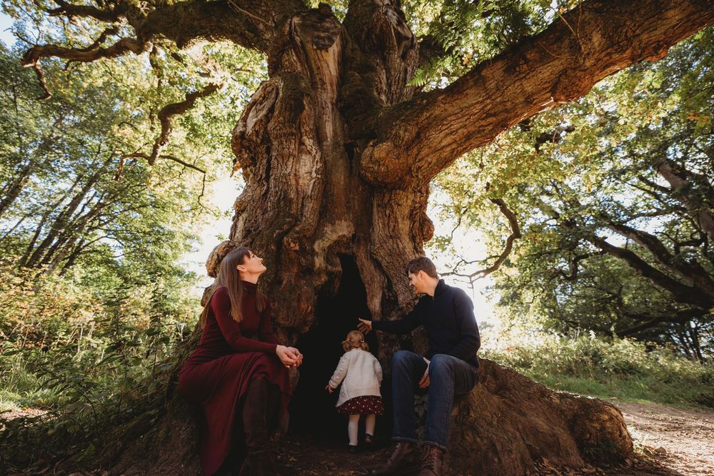 A group of people gather around the massive trunk of an ancient yew tree in a sunlit forest setting.