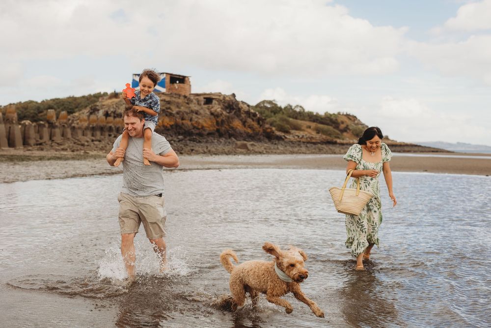 Golden retriever dog plays and splashes in shallow beach water with people on a sunny day.