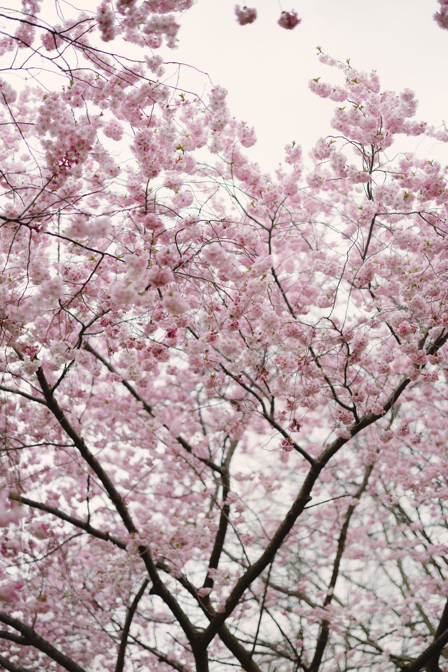 cherry-blossom-engagement-session-Toronto.jpg
 cherry blossom engagement photoshoot in Toronto