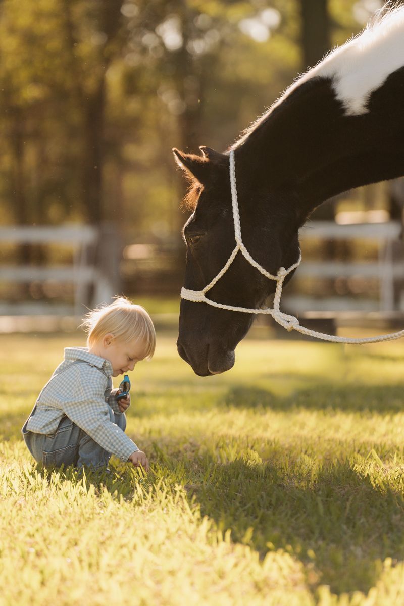 Toddler in plaid shirt sits on grass as a black and white paint horse leans down to sniff the child on a sunny farm photoshoot in sydney