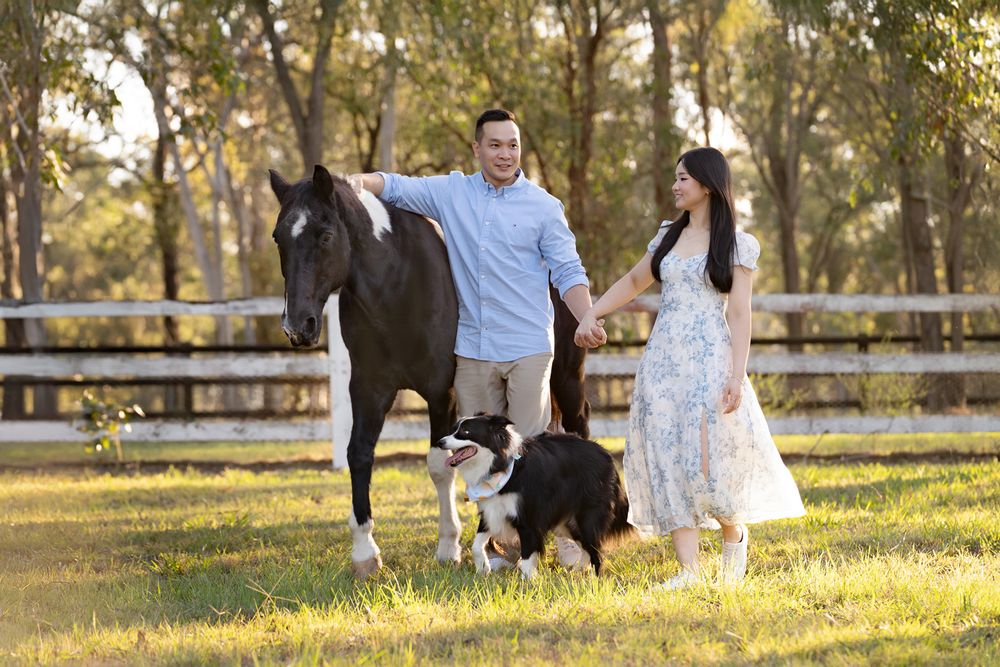 Couple holding hands with a black horse and border collie dog in a sunny green paddock with white fence photoshoot with a horse in Sydney