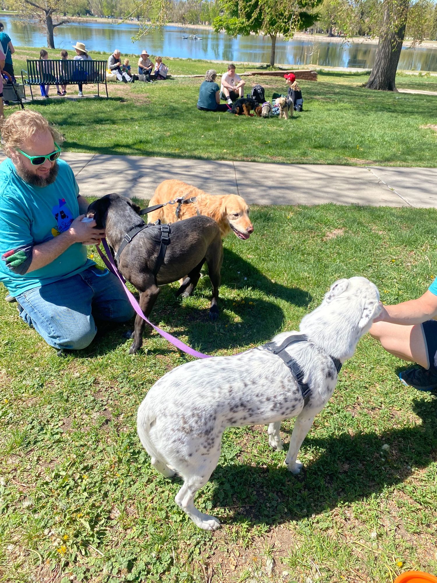Man kneeling with two dogs on leashes in a sunny park near a lake, with a spotted dog and people relaxing in background.