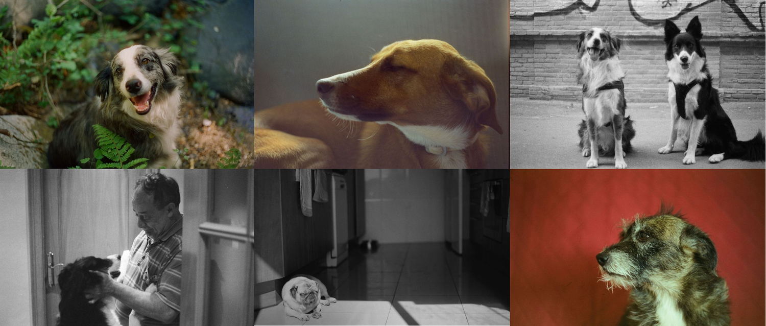 Collage de fotografía canina analógica con retratos en blanco y negro y color. Fotografía de perros por Daniel Giménez Barcelona.