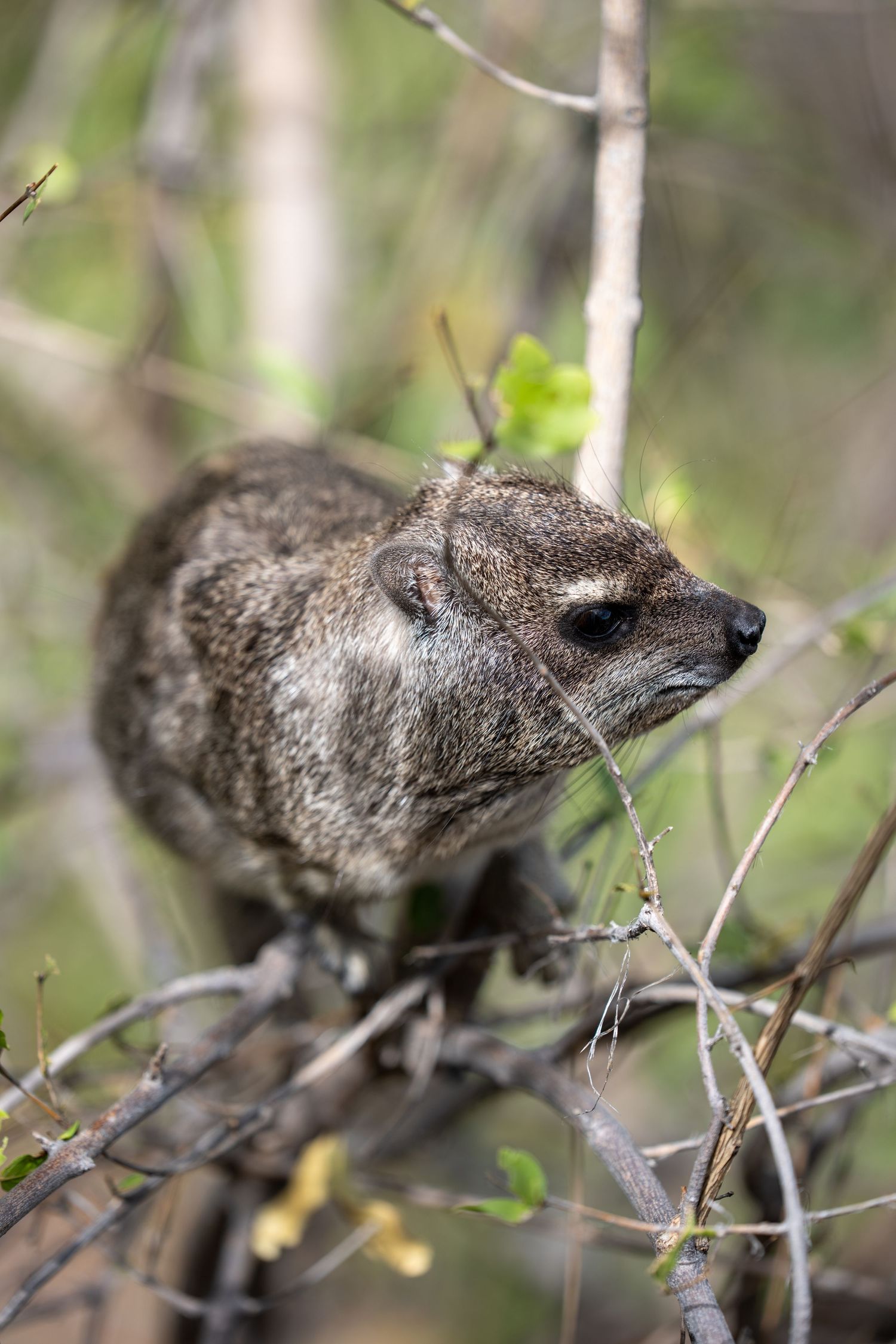 A rock hyrax perched among bare branches and green foliage in its natural habitat.