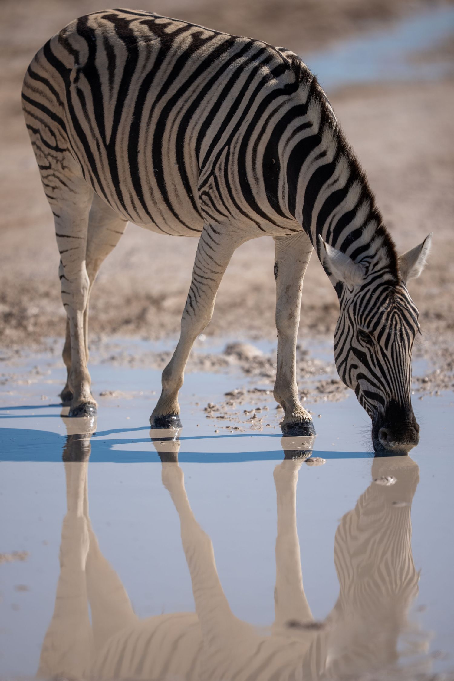 A zebra drinking water at a watering hole with its striking black and white striped reflection mirrored in the still water.
