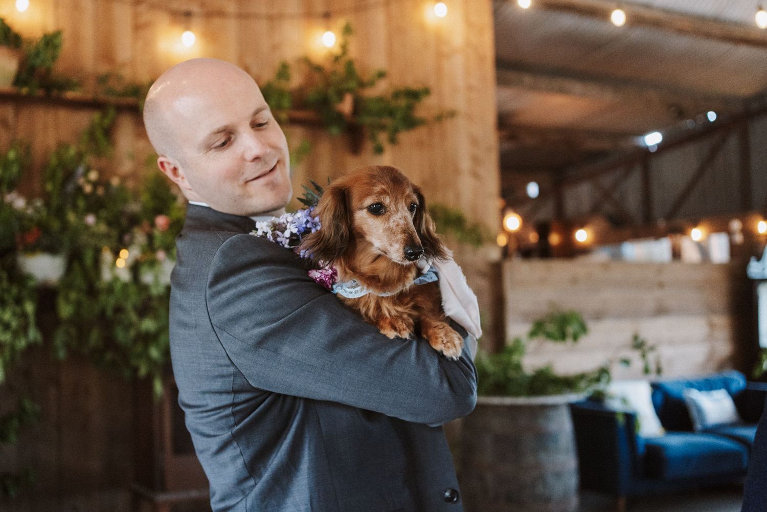 Bald groom in gray suit tenderly holds a brown dachshund wearing a floral collar at a rustic barn wedding venue.